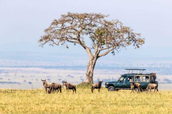 Maasai Mara Nature Reserve, Kenya