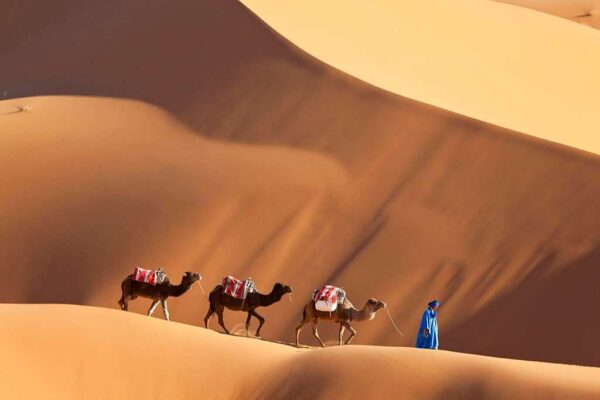 Camels Dunes, Erg Chebbi, Sahara Desert