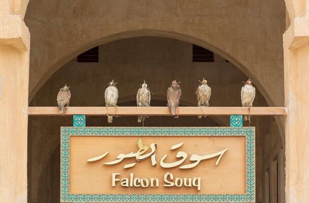 Stuffed falcons at the Falcon Souq in Doha