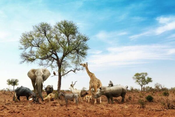 African Safari Animals Meeting Together