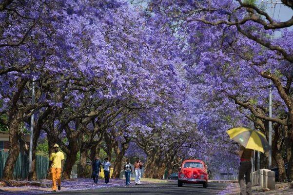Pretoria, Blooming Jacaranda trees 