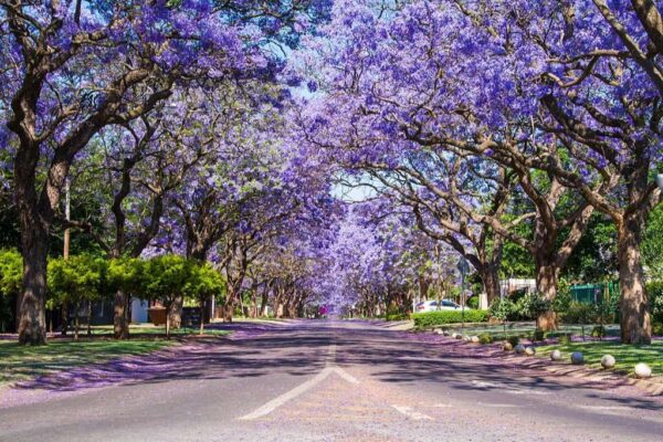 Street in Pretoria lined with Jacaranda trees