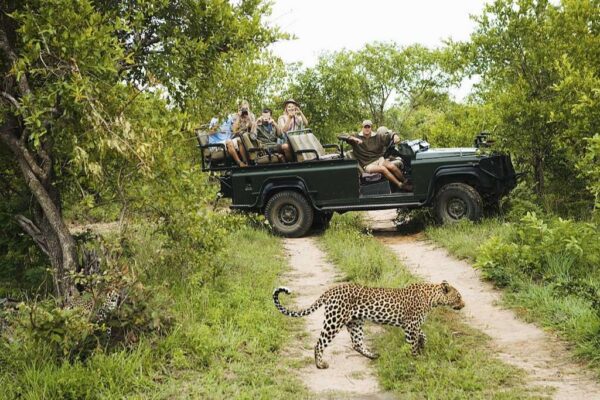 Leopard Crossing Road, Kruger National Park, South Africa