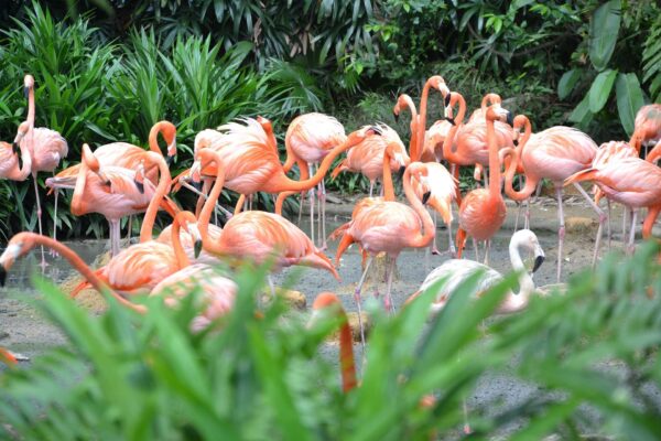 Flamingos at Singapore Zoo