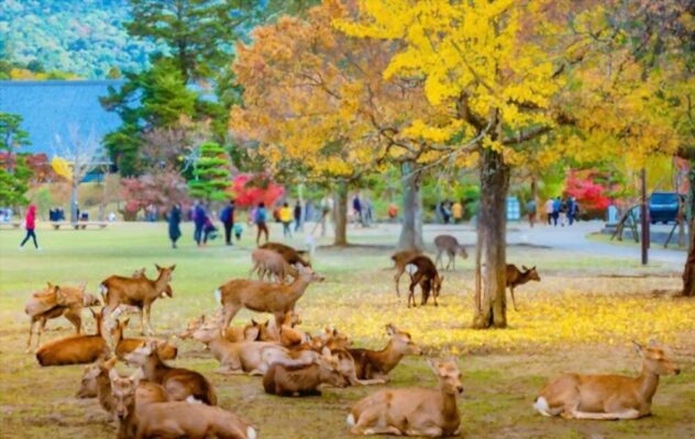 Nature Park in Nara, Japan