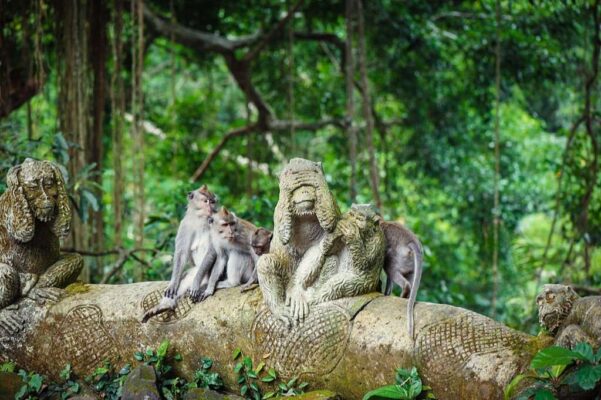 Long-tailed macaques (Macaca fascicularis) in Sacred Monkey Forest, Ubud, Bali
