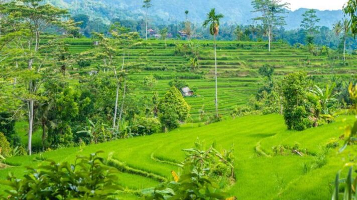 Lush green Rice tarrace in Sidemen Valley, Bali, Indonesia