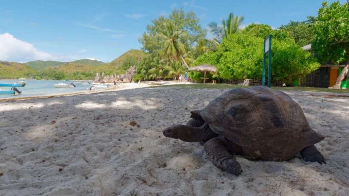 Close-up of the Aldabra giant tortoise (Aldabrachelys gigantea) on the beach of the Aldabra Atoll Island in the Seychelles