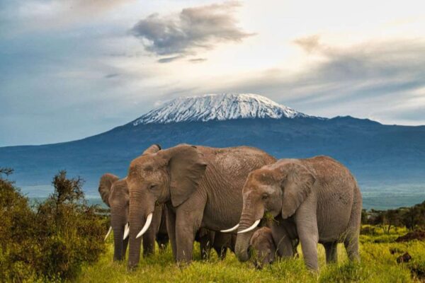 Elephants in Tsavo East and Amboseli National Park in Kenya