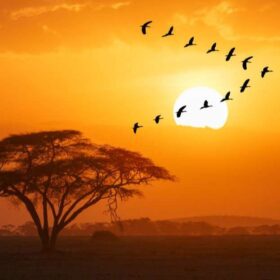 A group of Egyptian Gooses (Alopochen aegyptiacus) flying agains sun disk in a spectacular sunset over Amboseli National Park, Kenya.