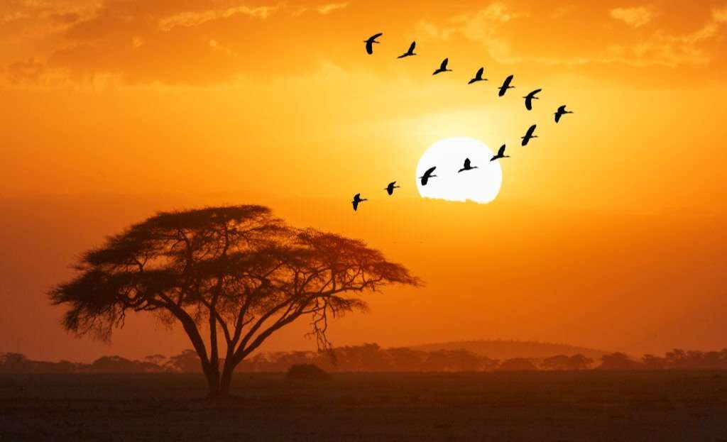 A group of Egyptian Gooses (Alopochen aegyptiacus) flying agains sun disk in a spectacular sunset over Amboseli National Park, Kenya.