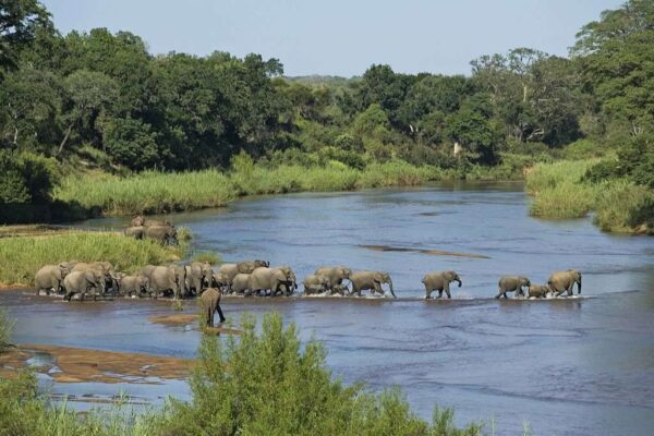 Herd of elephants fording river, Kruger National Park, South Africa