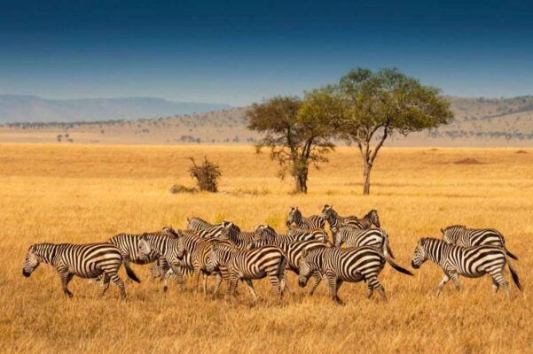 Herd of Plains Zebras in the Serengeti National Park, Tanzania.