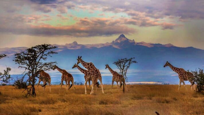 Herd of Reticulated giraffes in front of Mount Kenya