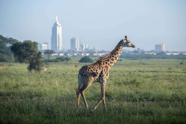 A Masai Giraffe in Nairobi National Park with the city in the background.
