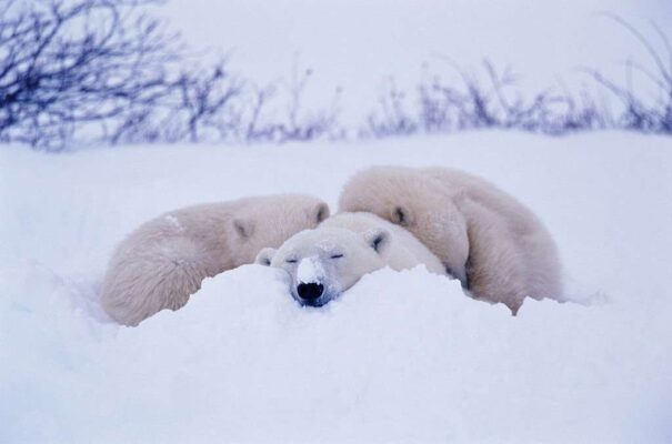 Polar bear (Ursus maritimus) sleeping in snow with two cubs. Taken in Churchill, Manitoba, Canada