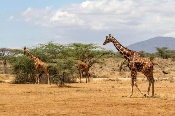 Reticulated giraffe in Samburu National Reserve 