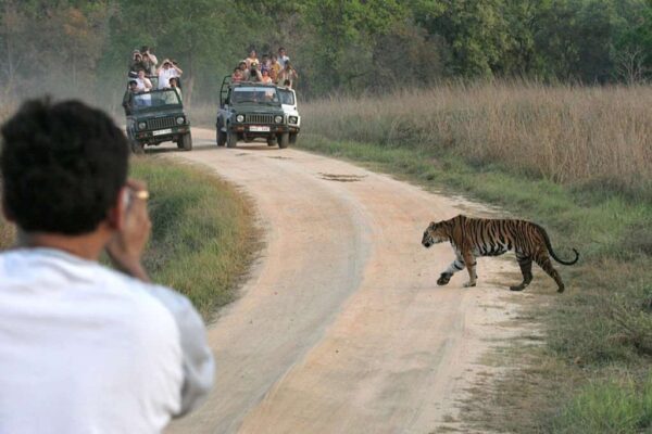 Tourist traffic photographs wild female tiger crossing road Kanha National Park, India