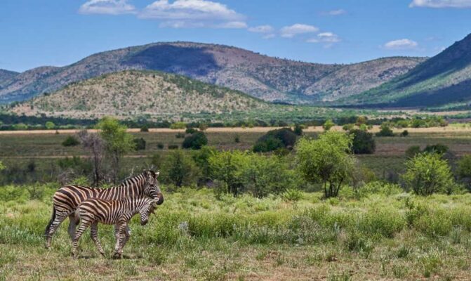 Wild Zebra and Colt During the Summer in Beautiful Pilanesberg National Park, South Africa