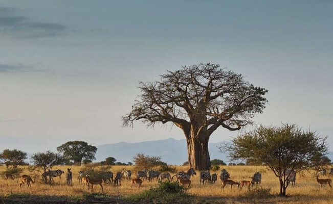 African landscape with animals at Tarangire National Park