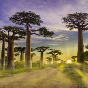 Baobab Alley Sunrise, Madagascar nature
