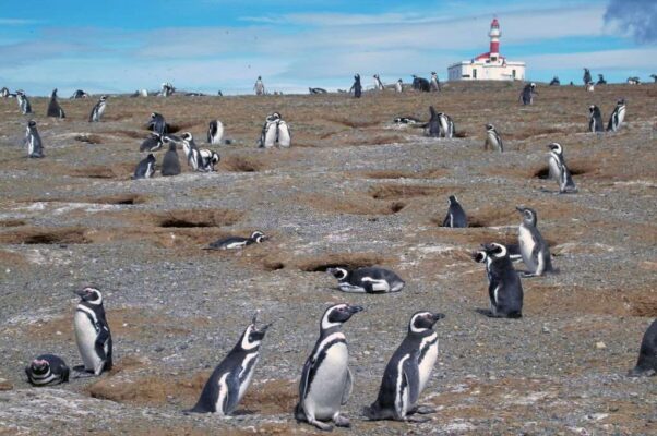 The Magelhaenpinguïn magellanic penguin colony, Los Pingüinos Natural Monument, Magdalena Island