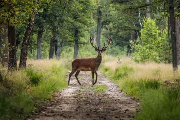 Red deer in rut in De Hoge Veluwe National Park