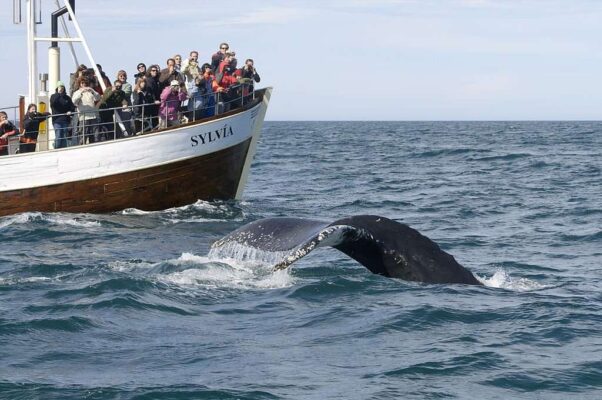 Tourists whale watching in Iceland