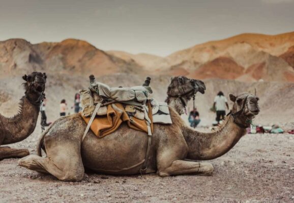 Camels resting in the desert at Timna park