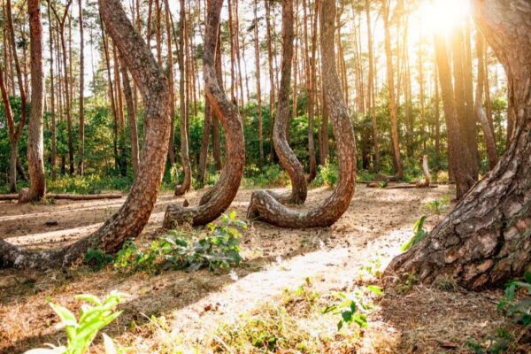 The Crooked Forest, Krzywy Las