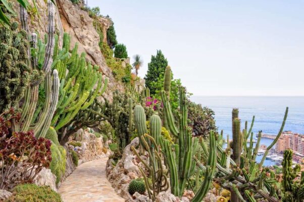 Cacti and other succulents on the cliff side of the Jardin Exotique