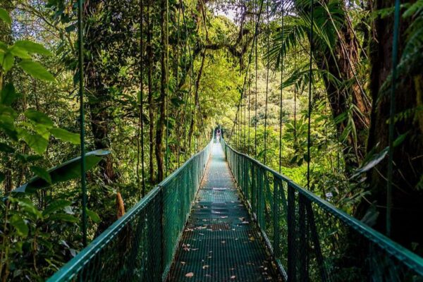 Hanging Bridges in Cloudforest