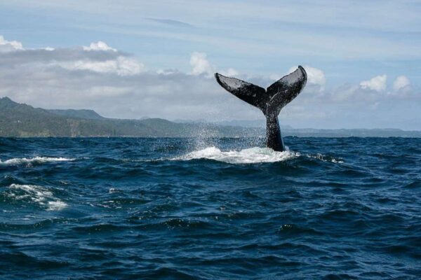 Humpback whale tail in Samana