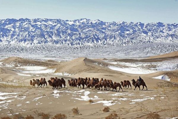 Nomad corrals caravan of camels across Gobi Desert