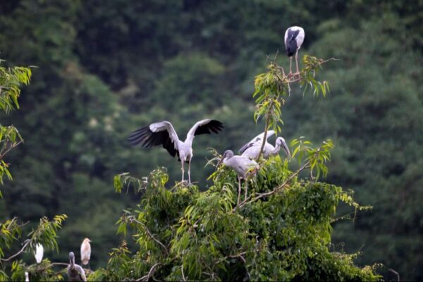 Thung Nham Bird Garden