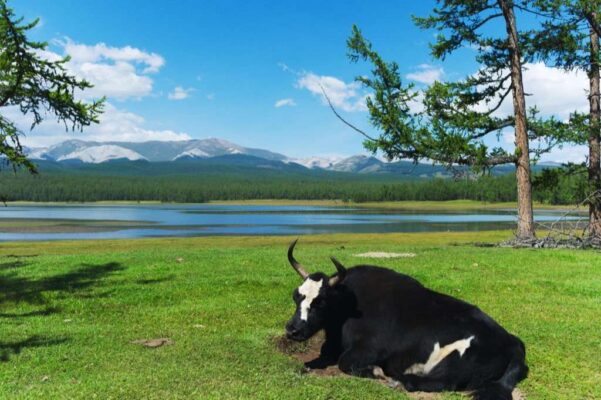 Photo of a yak by the Khovsgol Lake in Mongólia