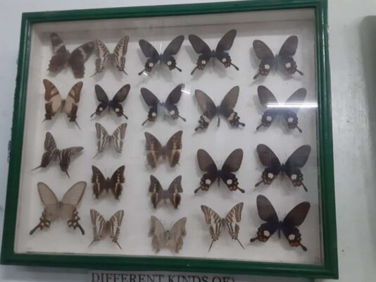 Jumalon Butterfly Sanctuary