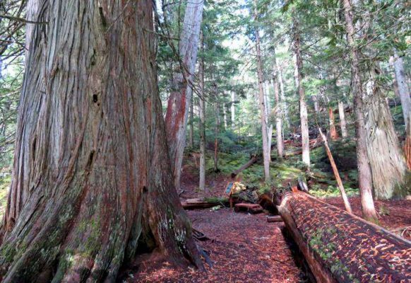 Ancient Cedars Trail