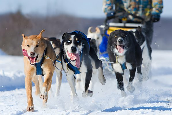 Dogsledding in Quebec