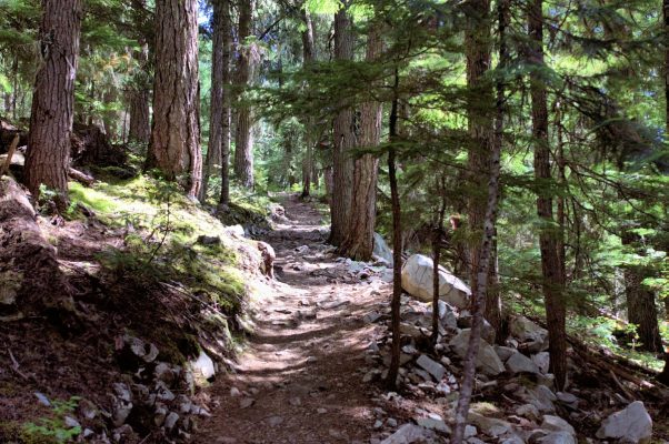 Ancient Cedars Trail